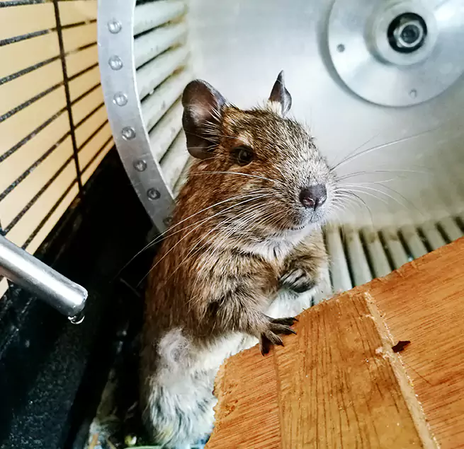 Why Homeowners & Businesses Trust Us Flower Mound, TX